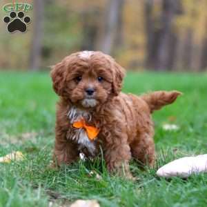 Peyton, Cavapoo Puppy